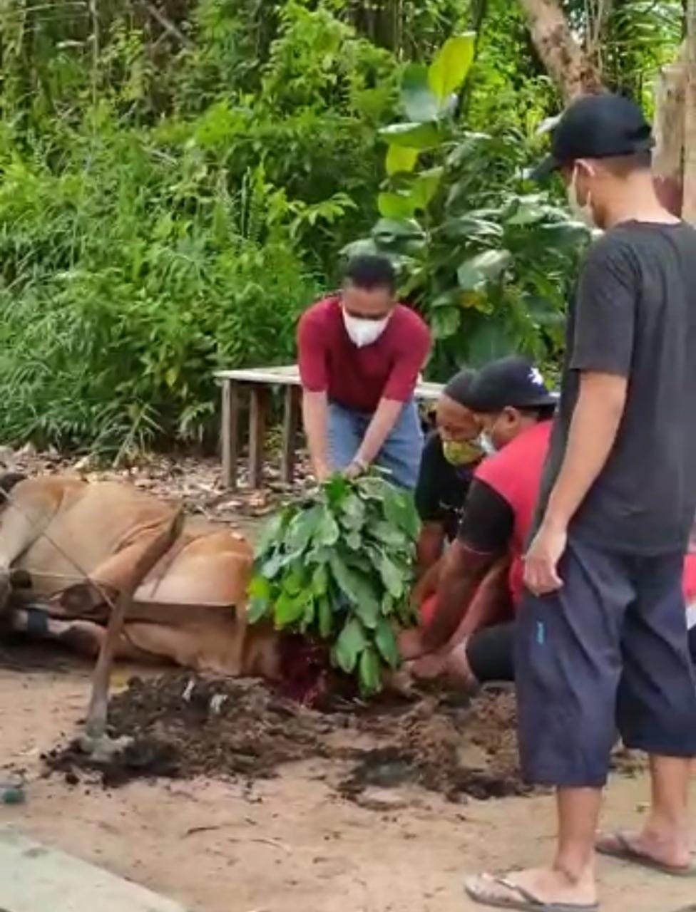 penyembelihan qurban 1